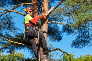 Tree Surgeons Grimsby