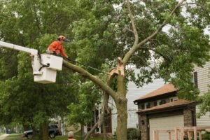 Emergency Tree Services