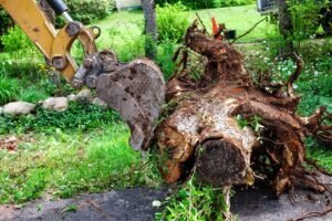 Stump Removal
