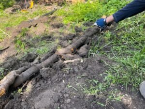 Stump Removal