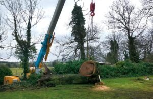 Tree Felling