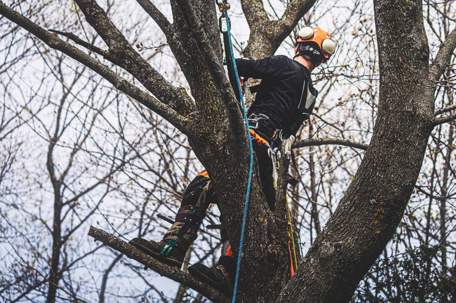 Crown Reduction vs Crown Thinning: Which Service Does Your Tree Need?