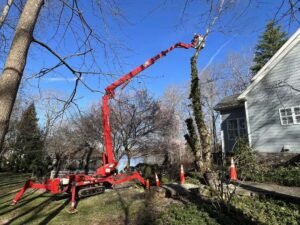 Tree Removal