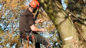 Tree Surgeons Grimsby
