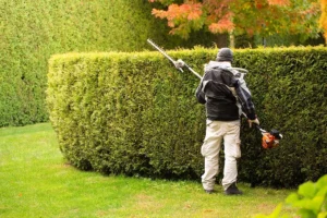 Hedge Trimming