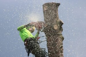 Tree Surgeons Grimsby