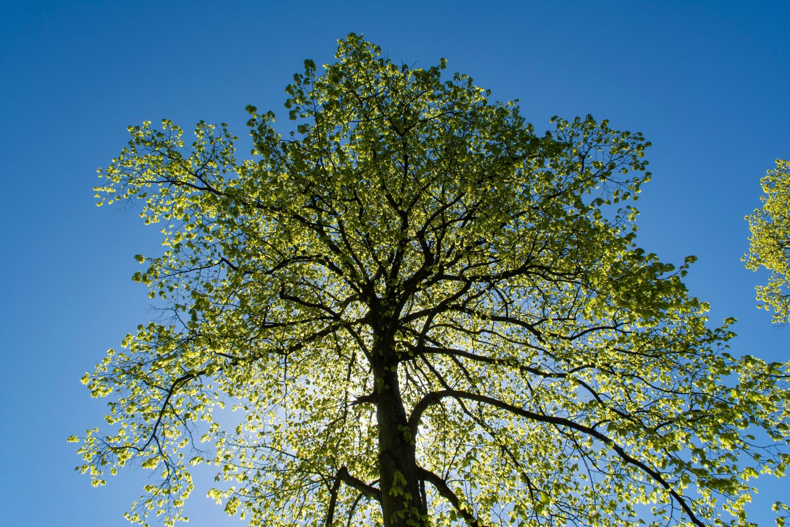 Why Tree Removal Is Sometimes the Best Option for Your Property