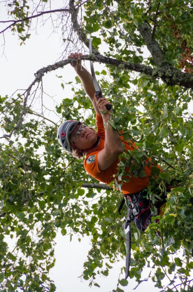 Tree Surgeons Grimsby