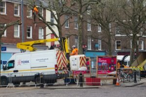 Tree Surgeons Grimsby