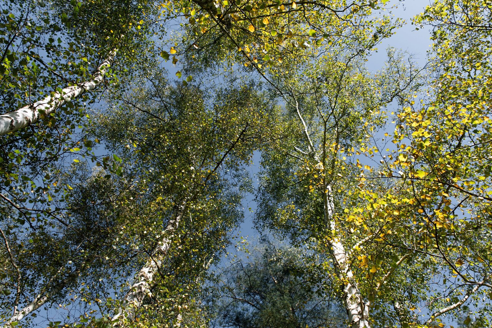 The Benefits of Regular Tree Maintenance for Your Property