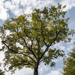 Crown Thinning
