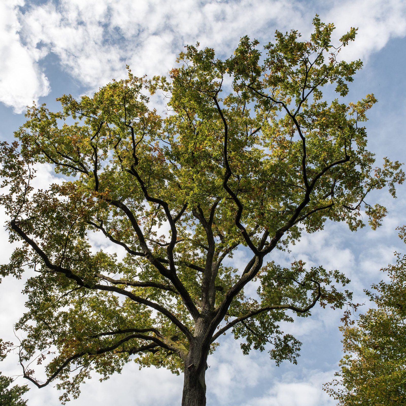 5 Signs Your Trees Need Professional Pruning